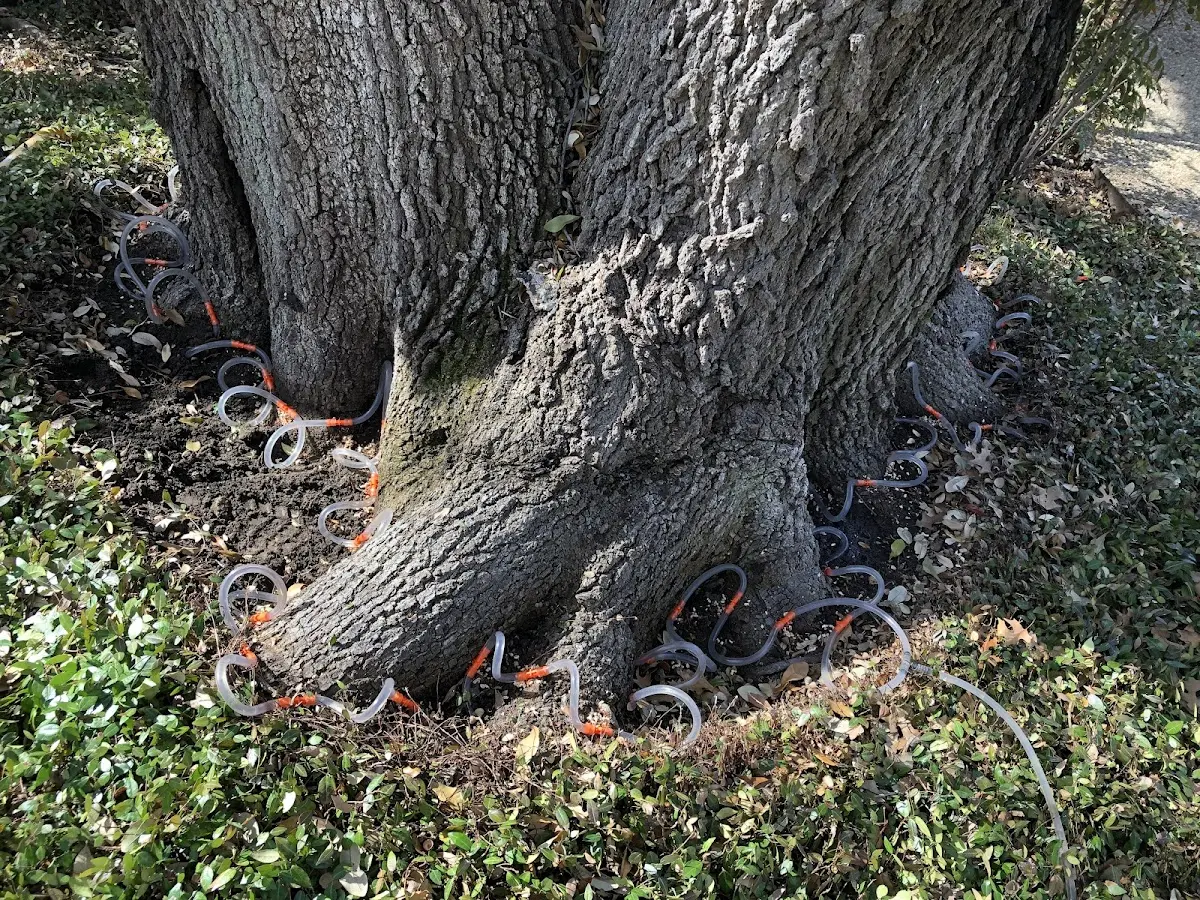 Detailed Tree Cabling and Bracing job site in Montgomery